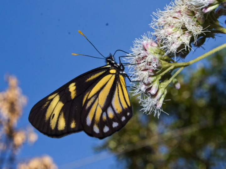Trouble in the tropics: The terrestrial insects of Brazil are in decline