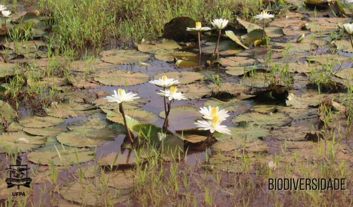 UFPA sedia Instituto Nacional de Ciência e Tecnologia (INCT) para pesquisas sobre biodiversidades