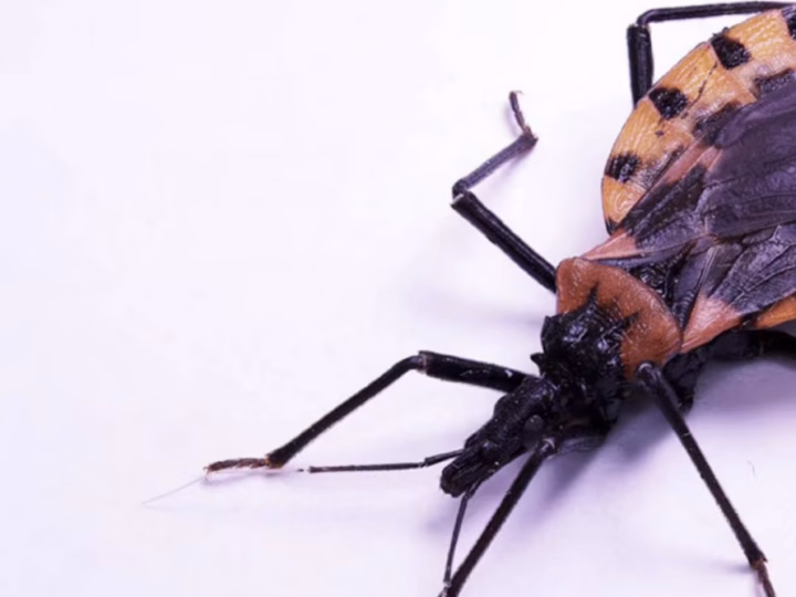 Mudanças climáticas podem ampliar o risco da Doença de Chagas na Amazônia